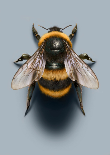 Bee
