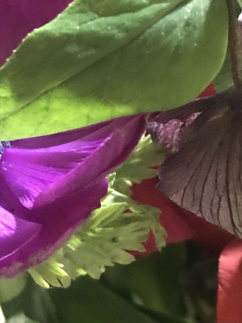 Flowers-2-AP