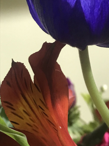 Flowers-3-AP