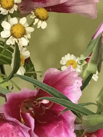 Flowers-7-AP