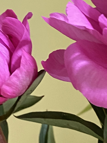 Peonie-1-AP