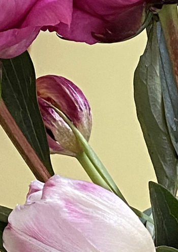 Peonie-2-AP