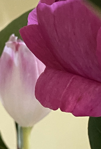 Peonie-3-AP