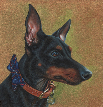 Tommy-english-toy-terrier