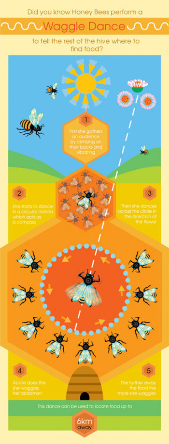 scarpenter_bee_dance_infographic