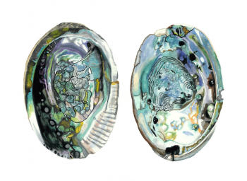 150726Z Abalone Shells I