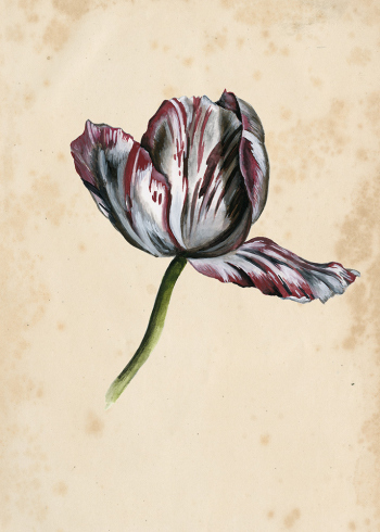 Antique-Tulip-Study