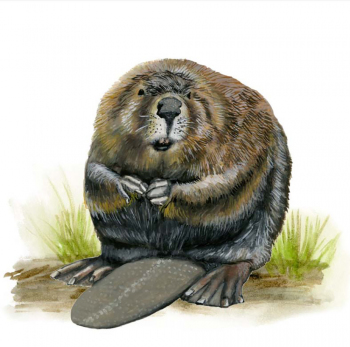 Beaver