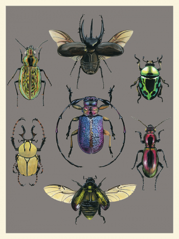 Beetles-Chart