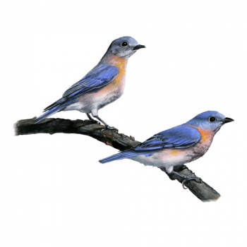 Blue Birds