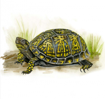 Box Turtle