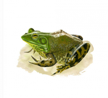 Bull Frog