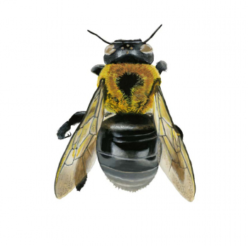 Carpenter Bee