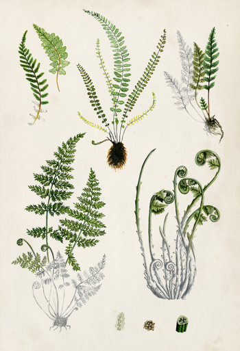 Ferns-Chart