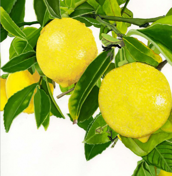Lemons II