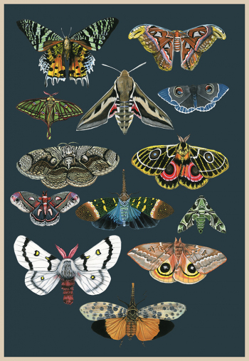 Moths-and-Lanternflies