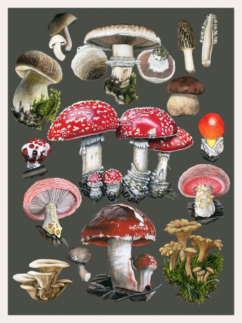 Mushroom-chart-combined