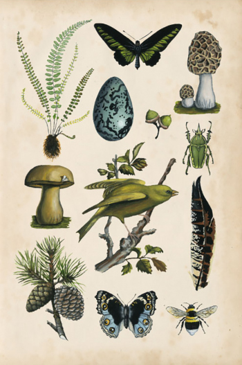 Naturalist's Collection