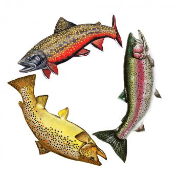 Trout-Trifecta