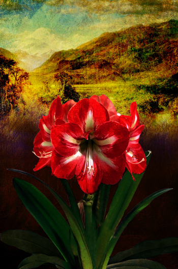 Amaryllis