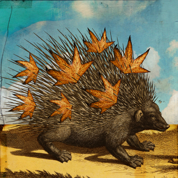 Porcupine